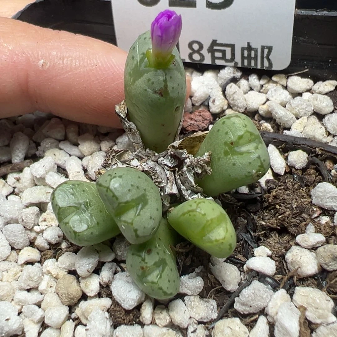【闪购商品】625……