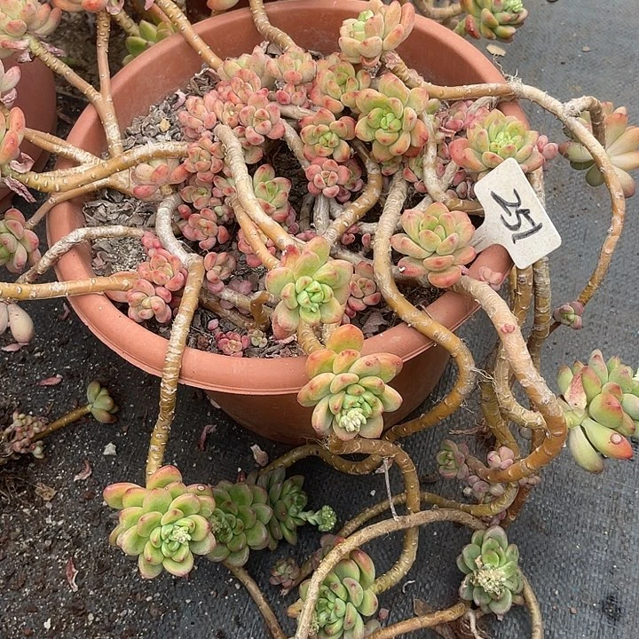 两单包邮，一物一拍，251香格里拉