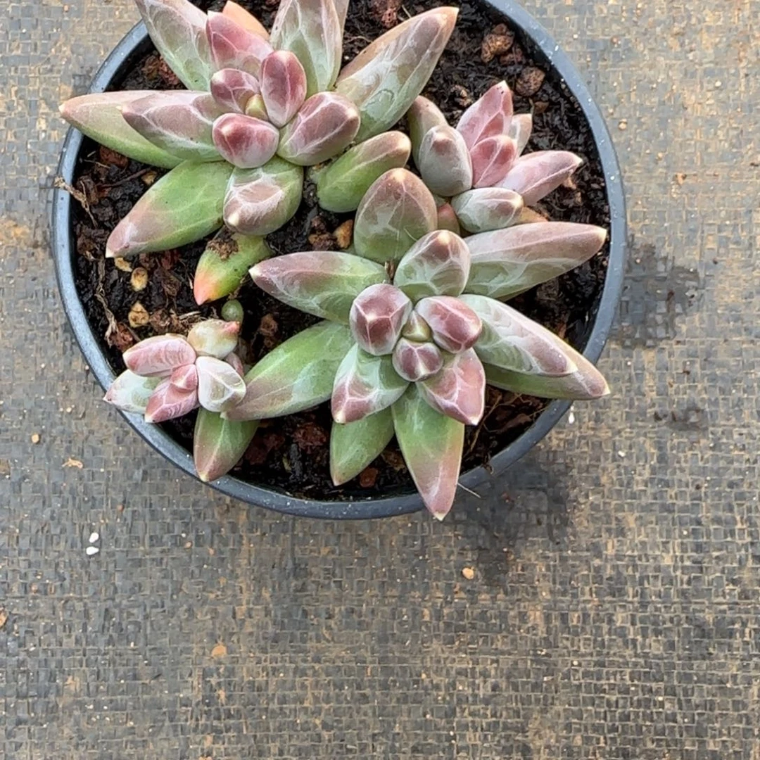 多肉植物乌拉克拉