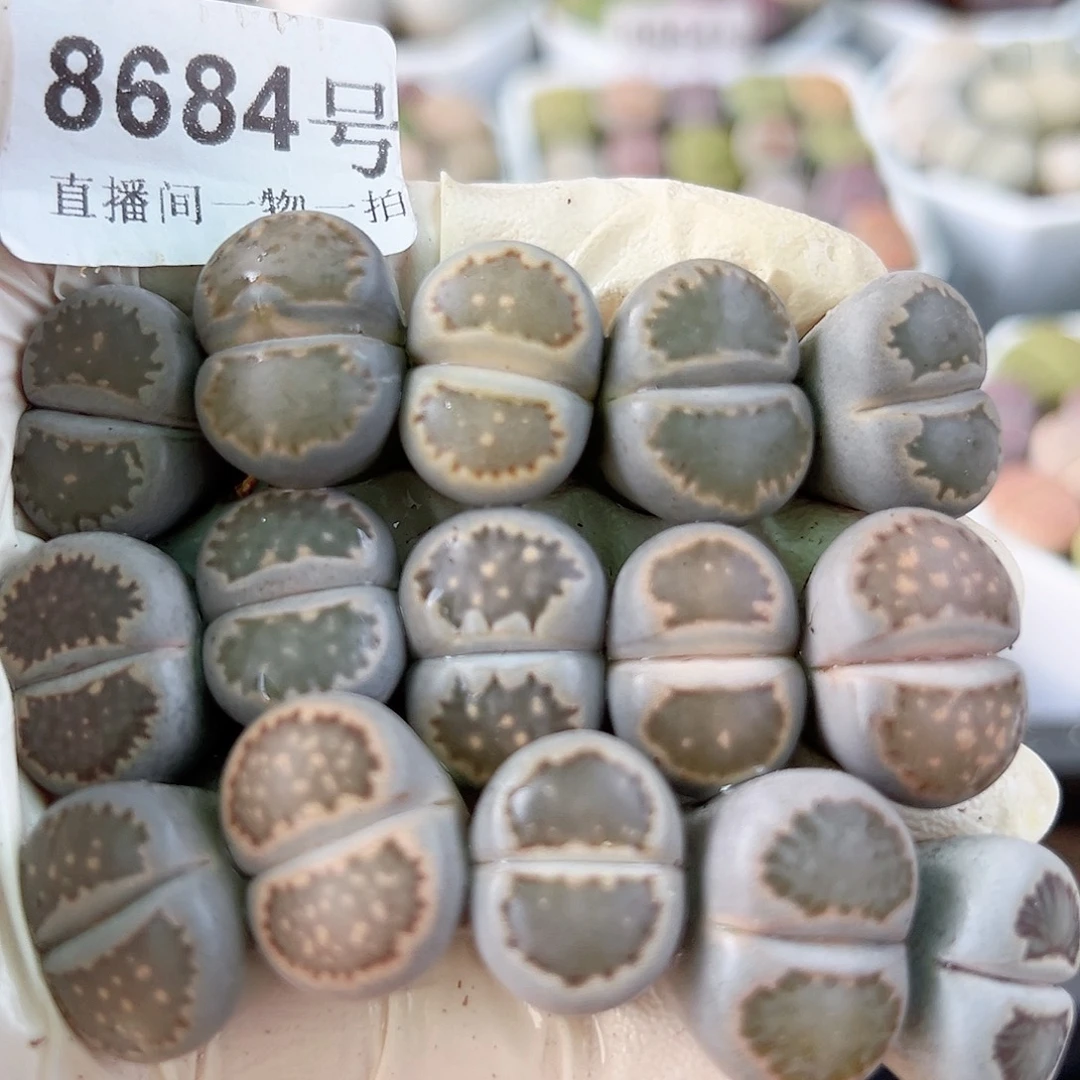 8684 好养易活生石花大母本15个