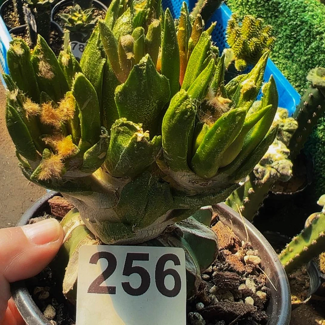 无花朵福利勃氏牡丹群256