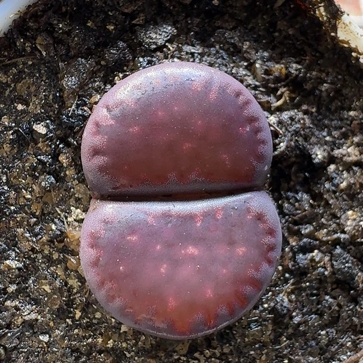 生石花1111121。  320