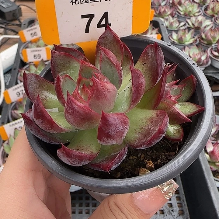 74惊鸿仙子多肉植物