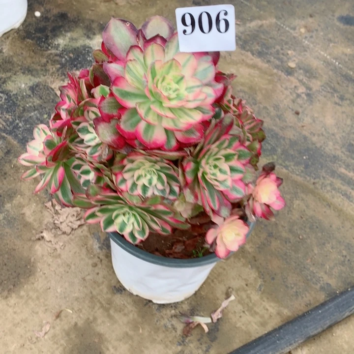 谢**?多肉植物荔枝906