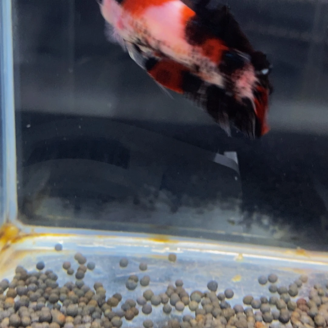 会***鹅斗鱼422巨斗11111