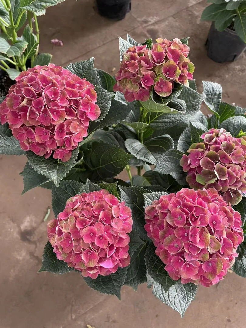 绣球花盆栽一物一拍链接其他勿拍