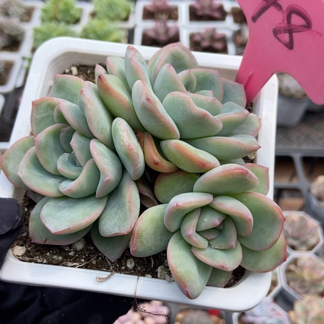 148泡芙多肉植物保护