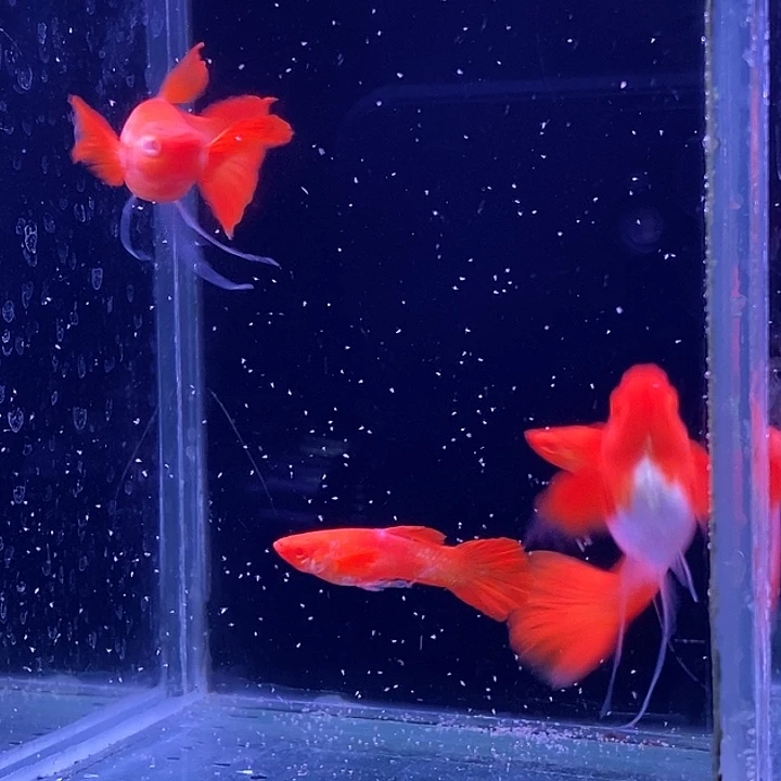 东***人孔雀鱼分水1对1个大一个小耳