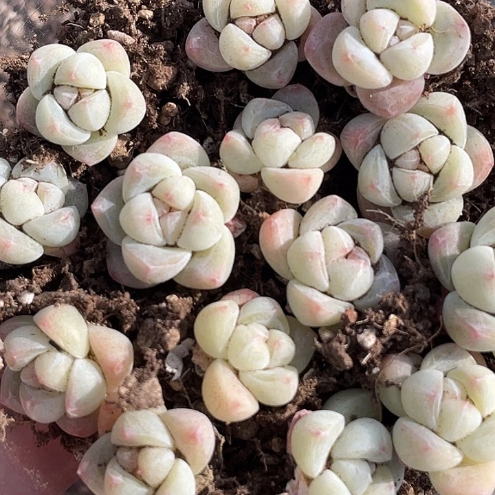 四****OTO多肉切糕优选dy2322