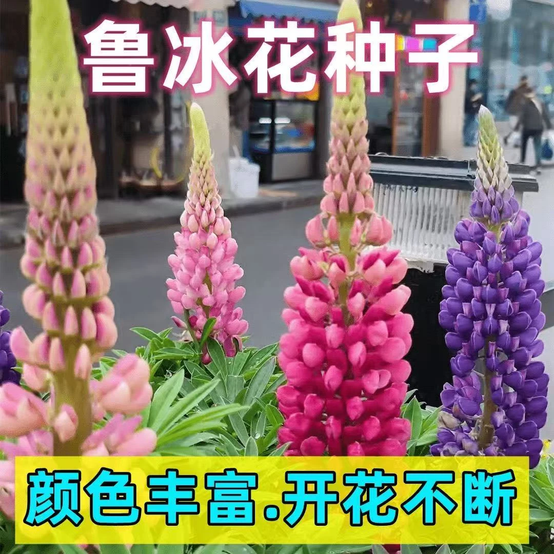 鲁冰花种子籽阳台庭院草坪种植花卉花草春秋易种植春季多年生简单