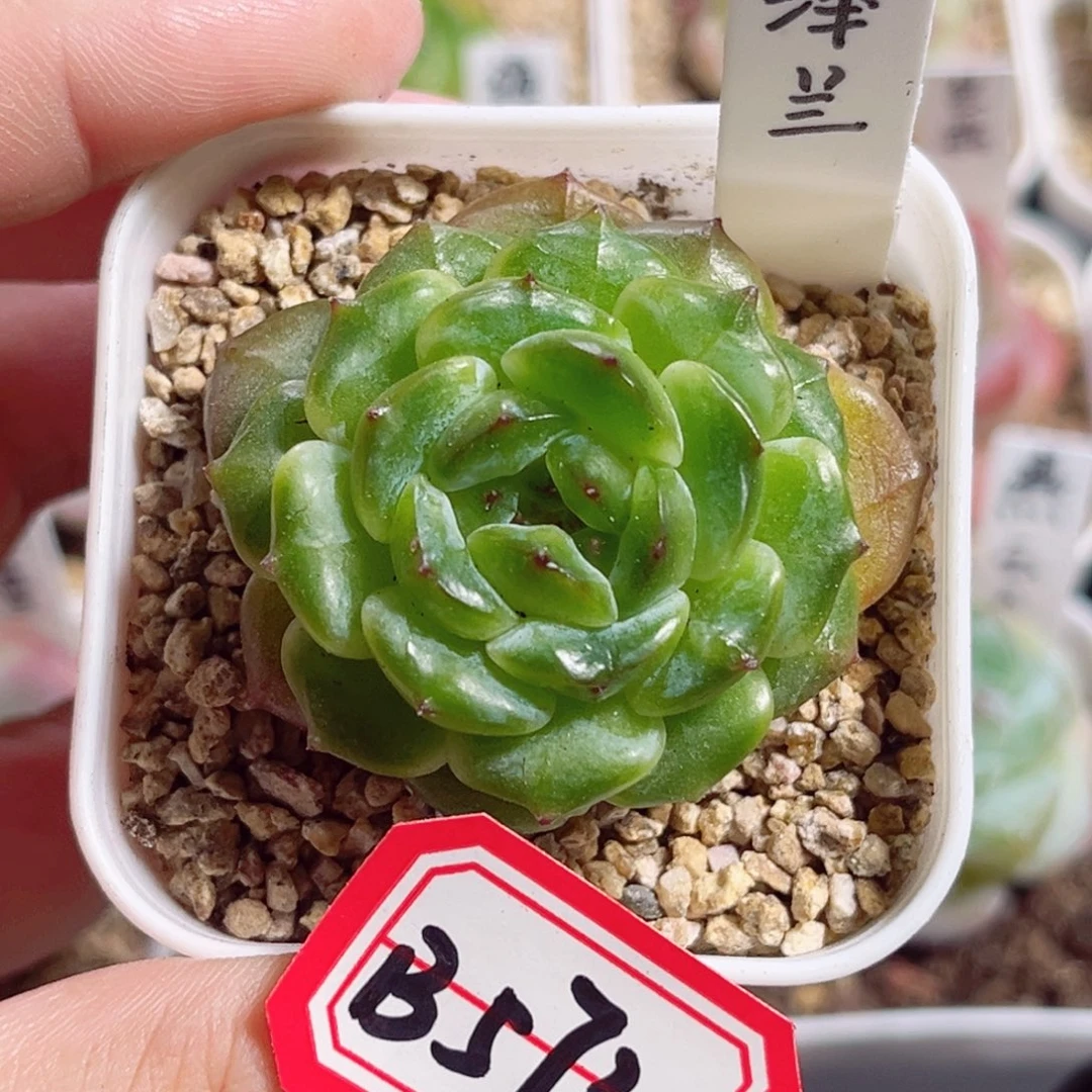 B573 一物一拍 泽兰