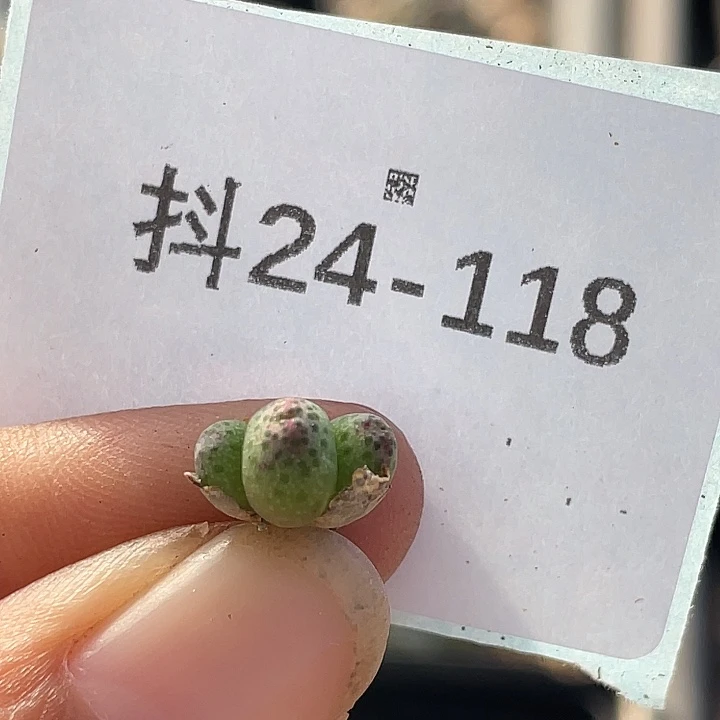 24-118草莓斑马肉锥