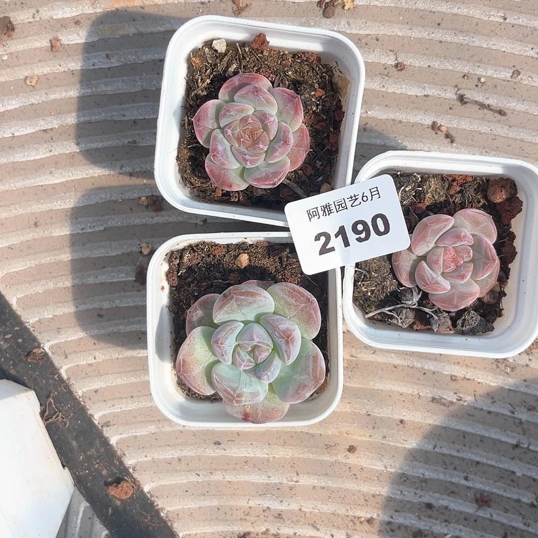 阿雅园艺。   2190