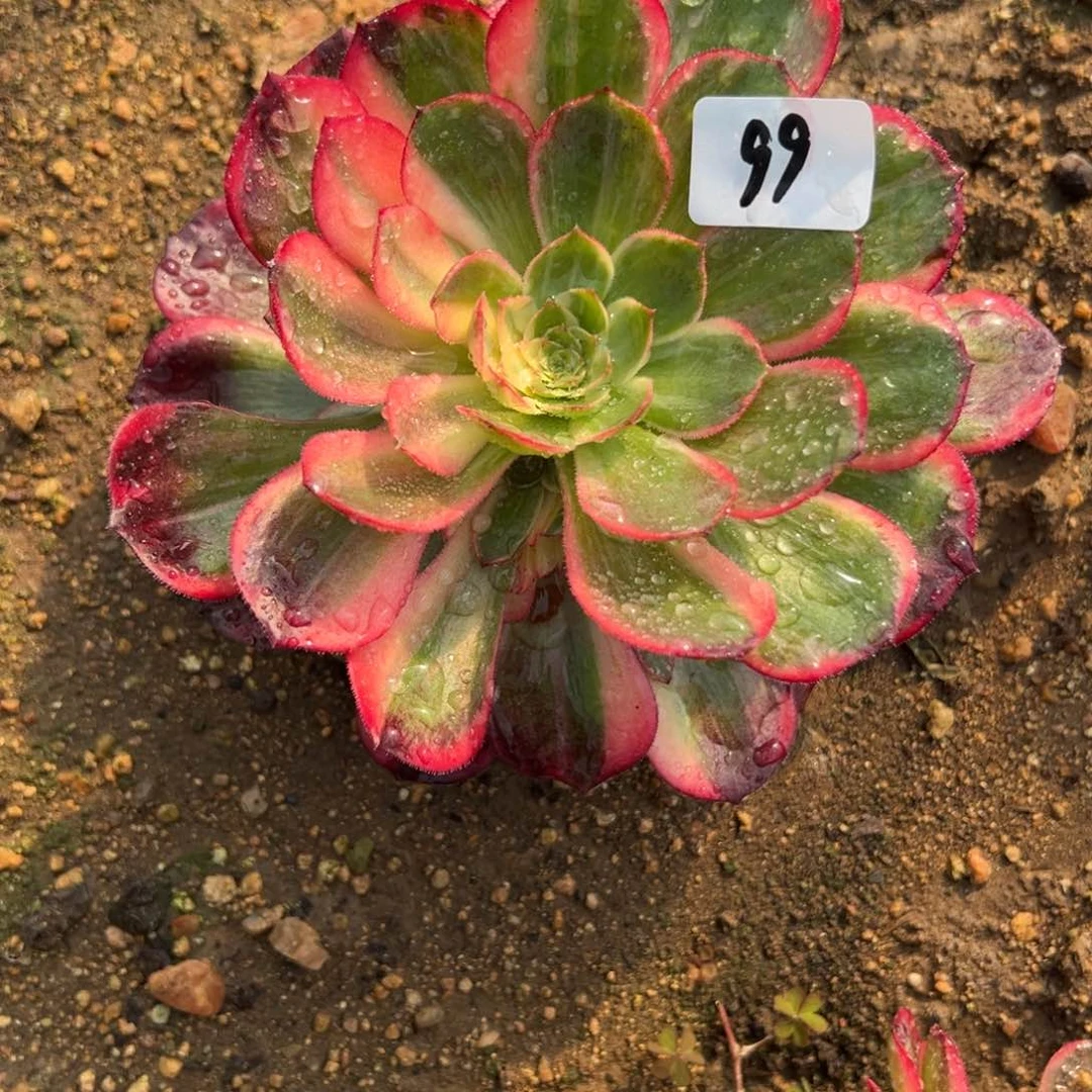 99黑魔锦多肉植物山东发