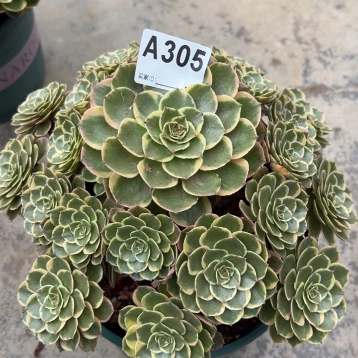 305粉花妖23厘米左右