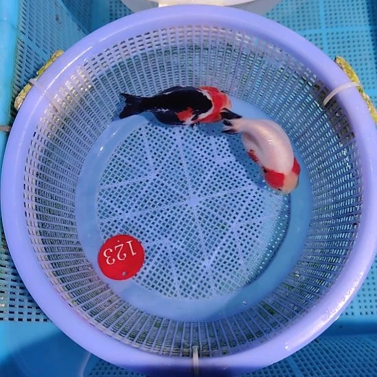 金鱼123兰寿两只特价顺丰包邮