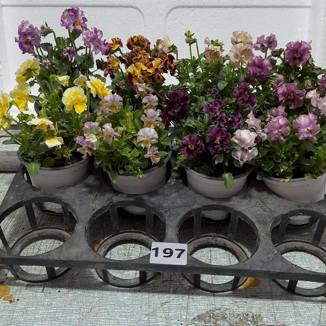 197号大花角堇清棚福利无售后