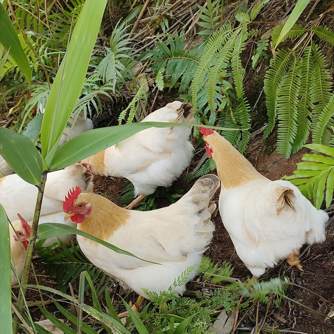 林间散养成年下蛋古典鸡六只装