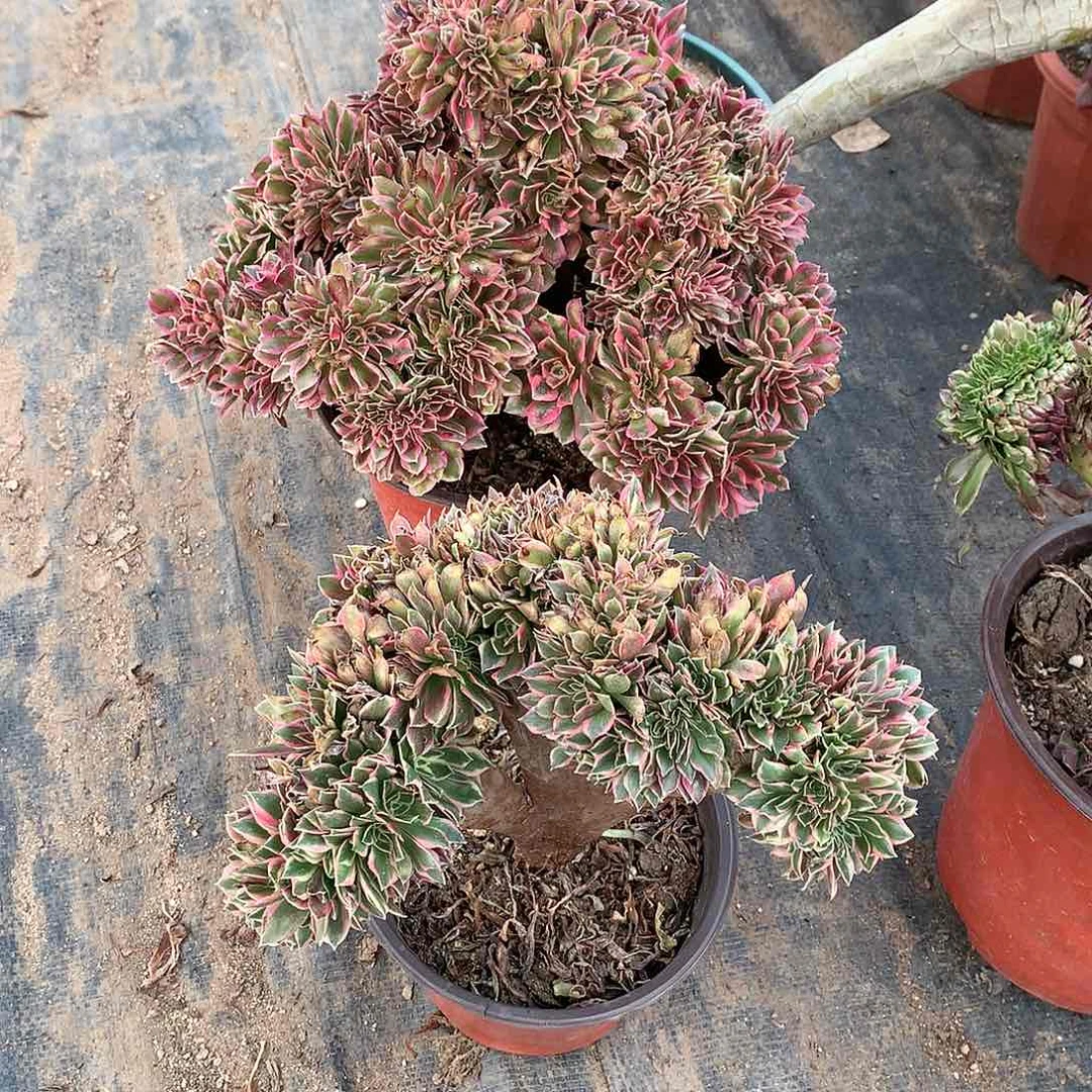 红陶女神女巫两颗套餐