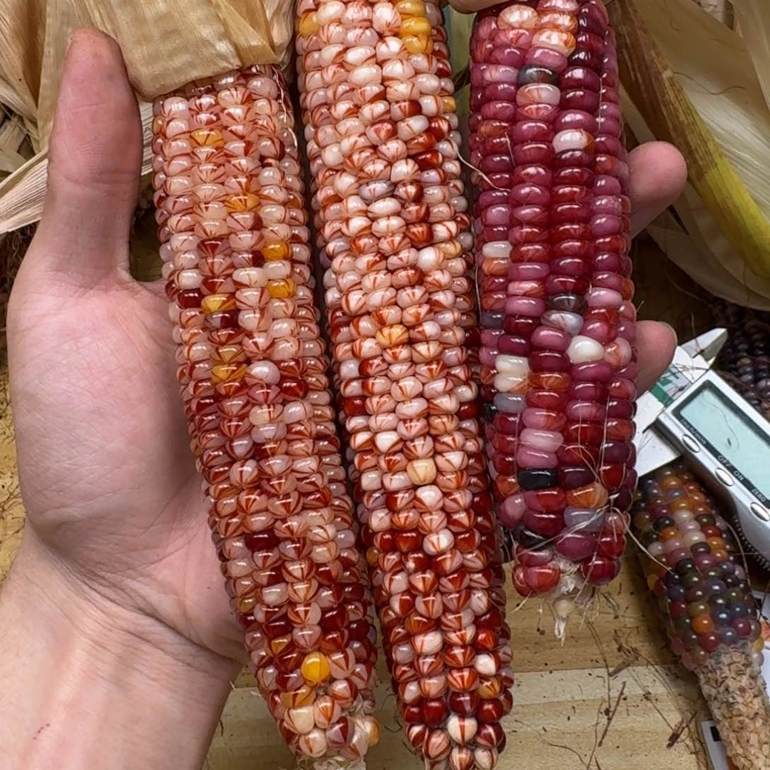 v***g柏香籽/百香籽吊坠