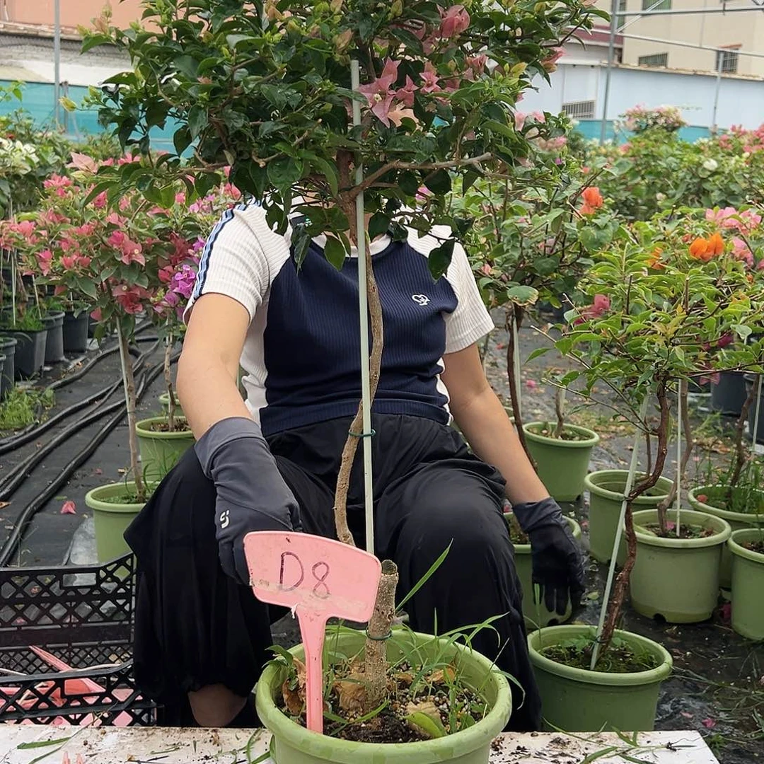 青***司大部分花苞少量开放D8魔法樱花