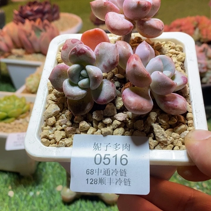 0516啊啊啊啊啊啊啊啊啊