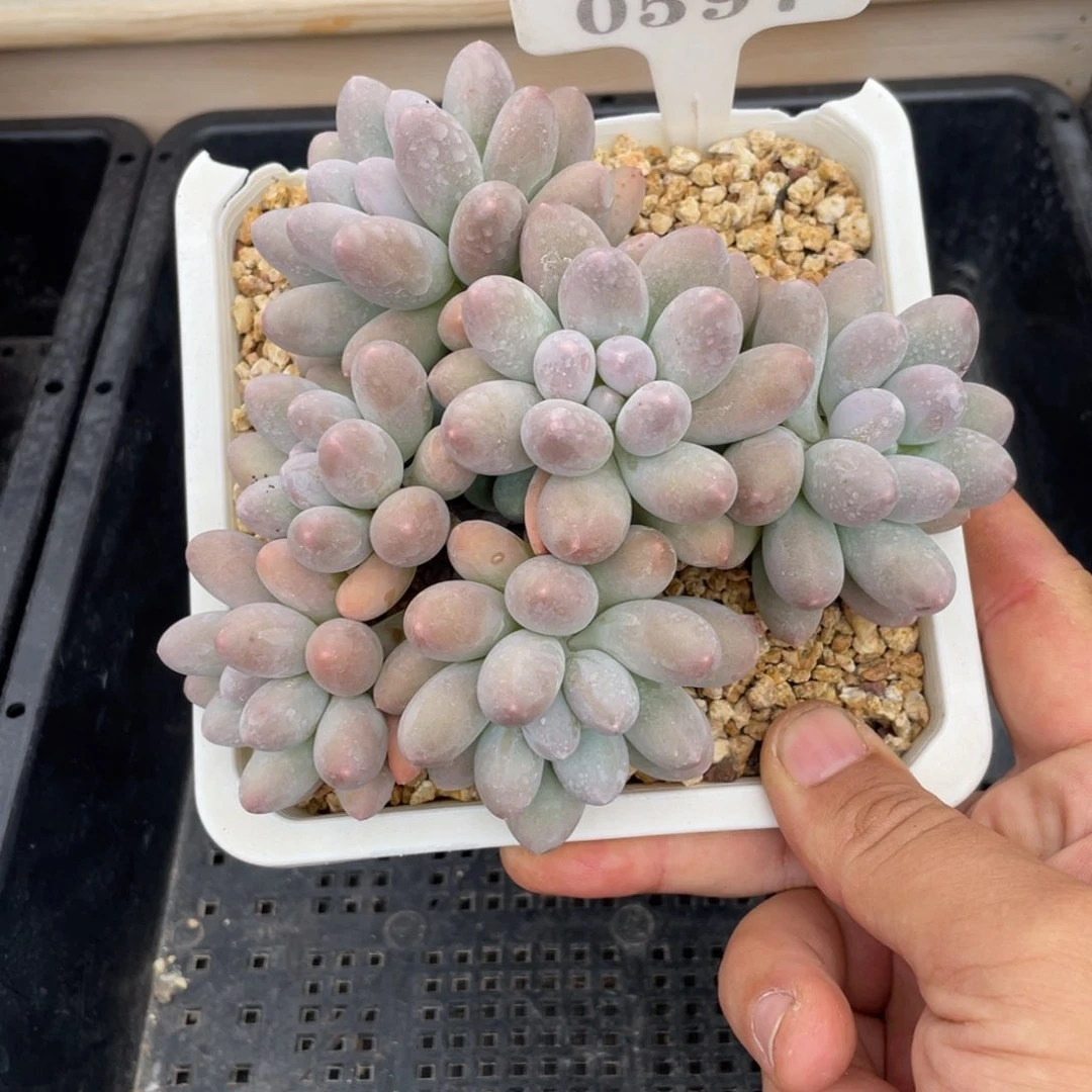 0597汤圆不带盆14厘米