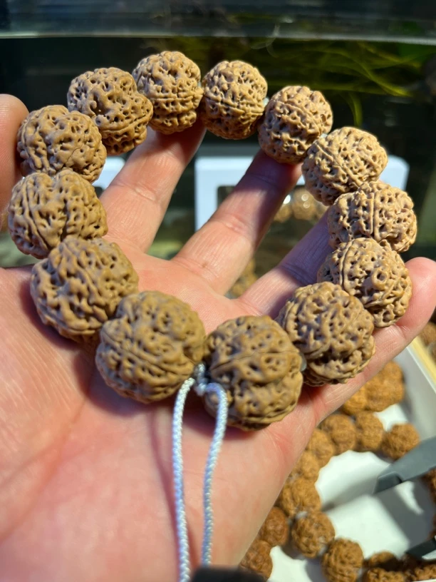 尼泊尔白茬蜂王梅花大金刚