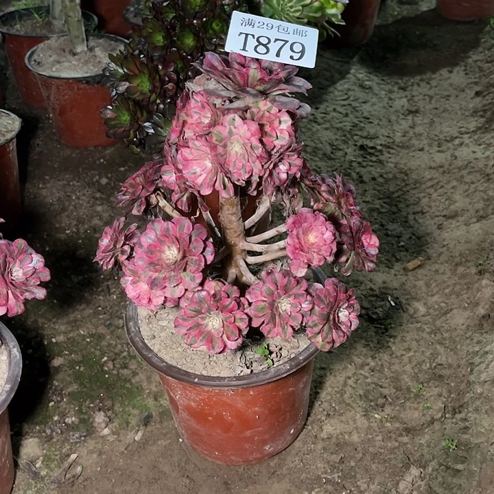 安***定879红铜白多肉植物