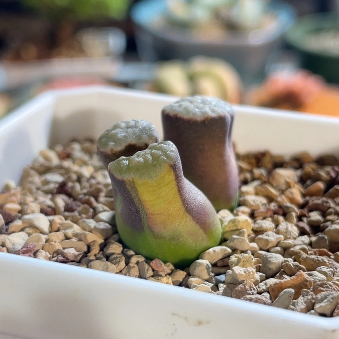 双头磁铁白窗锦植物一物一拍