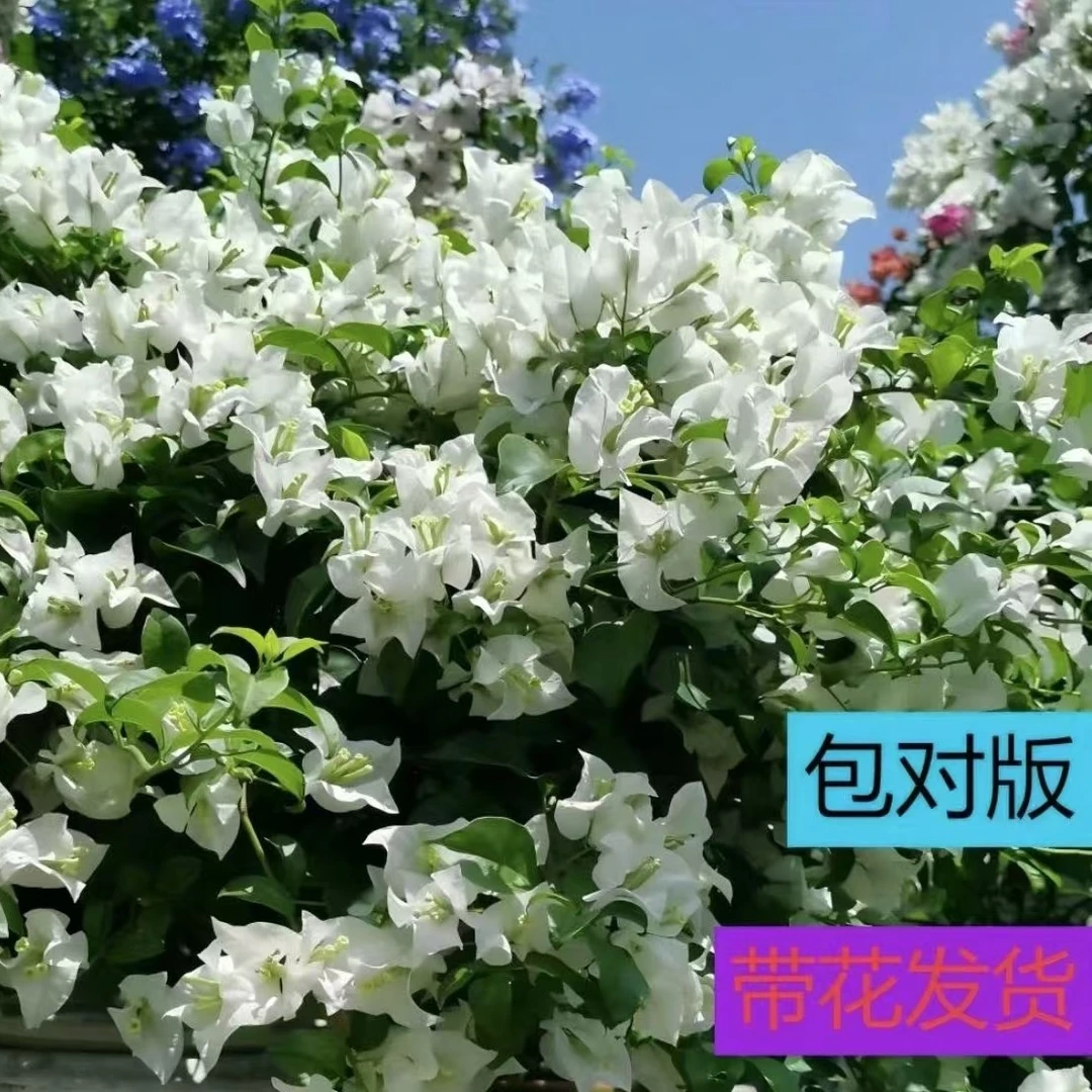 （带花白雪公主）精品包邮包对版包售后一个月三角梅