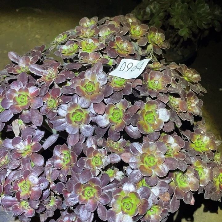 多肉植物法964丽娜