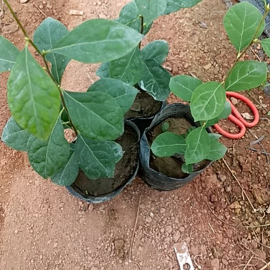 无花朵心老鸦嫁接苗