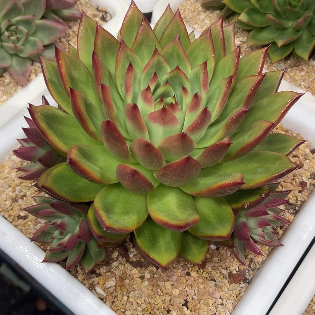 多肉植物一物一拍026