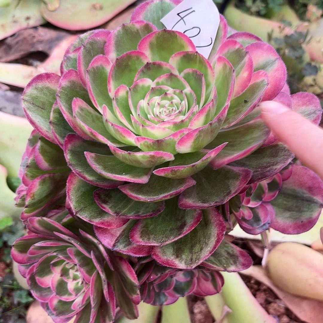 402海神多肉植物无根