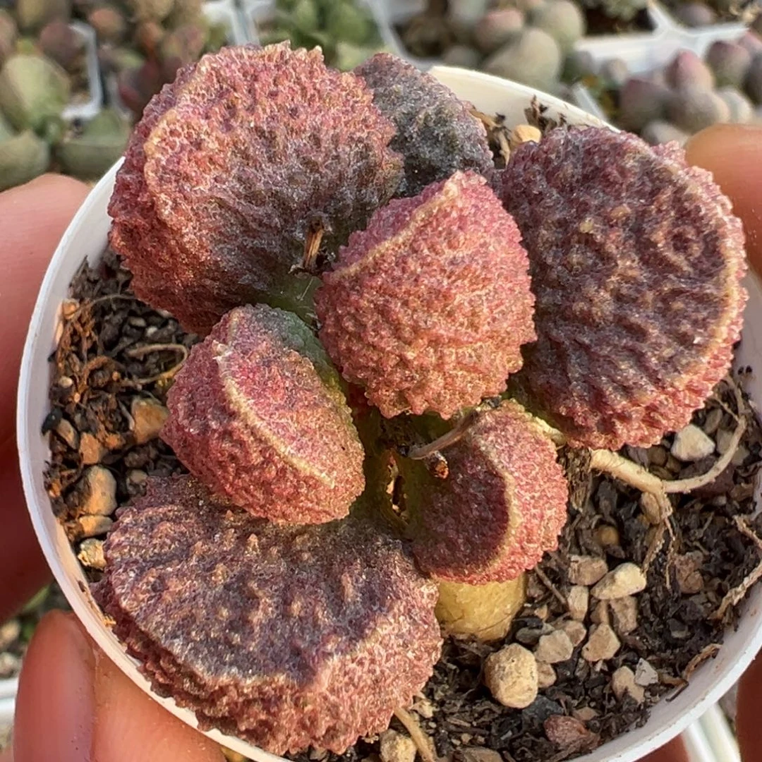 单头手捧花新品多肉植物水泡