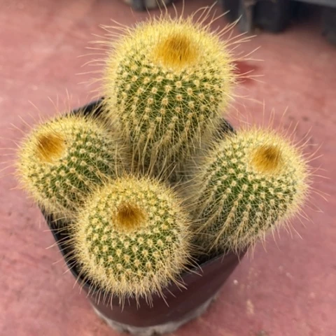 金丝猴群8仙人球