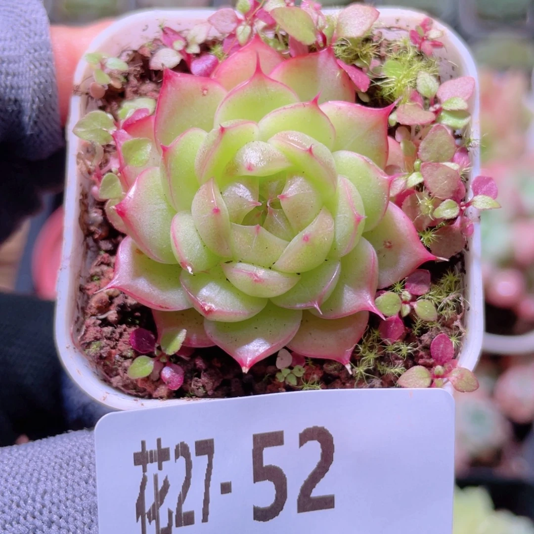 花利美27-52海王