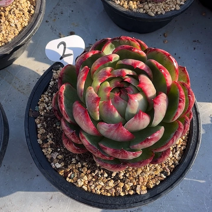 惊鸿仙子一物一拍，14厘米左右