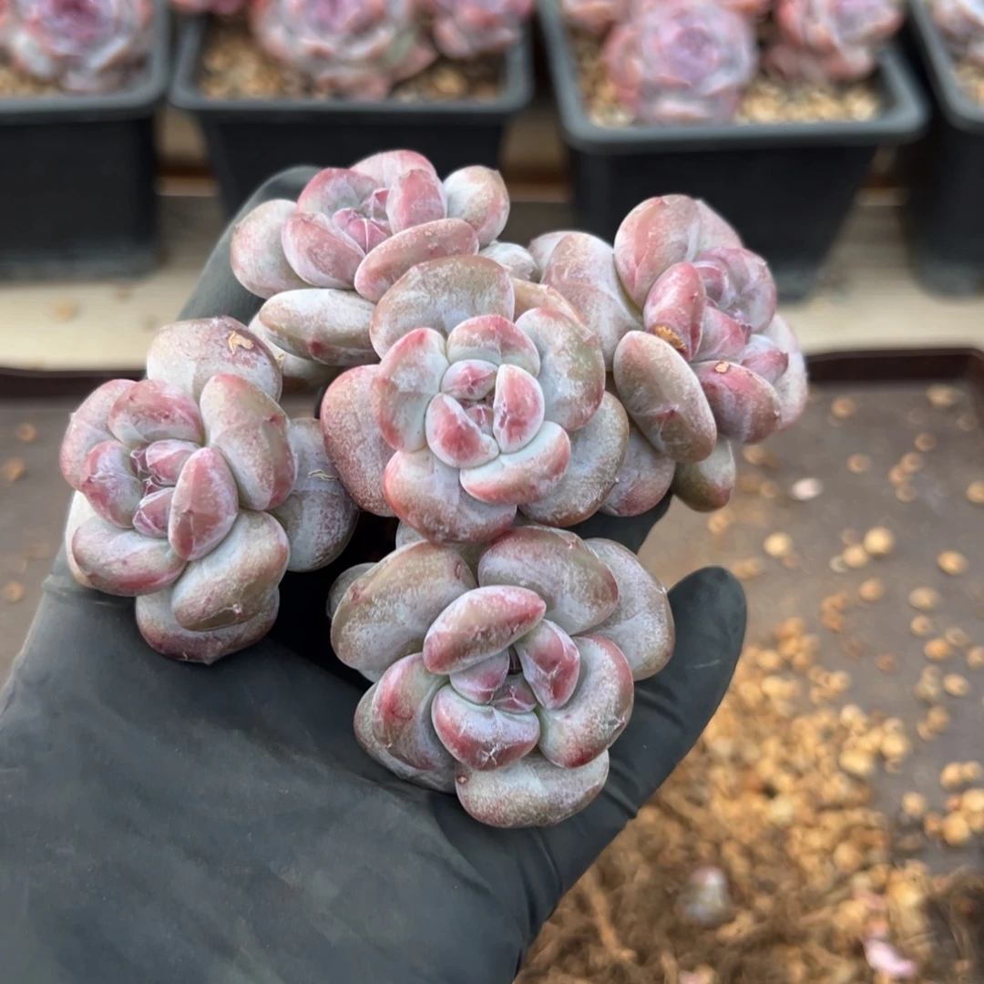 4头拼一头哈哈哈哈