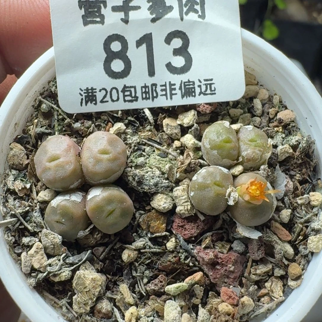 带盆土。