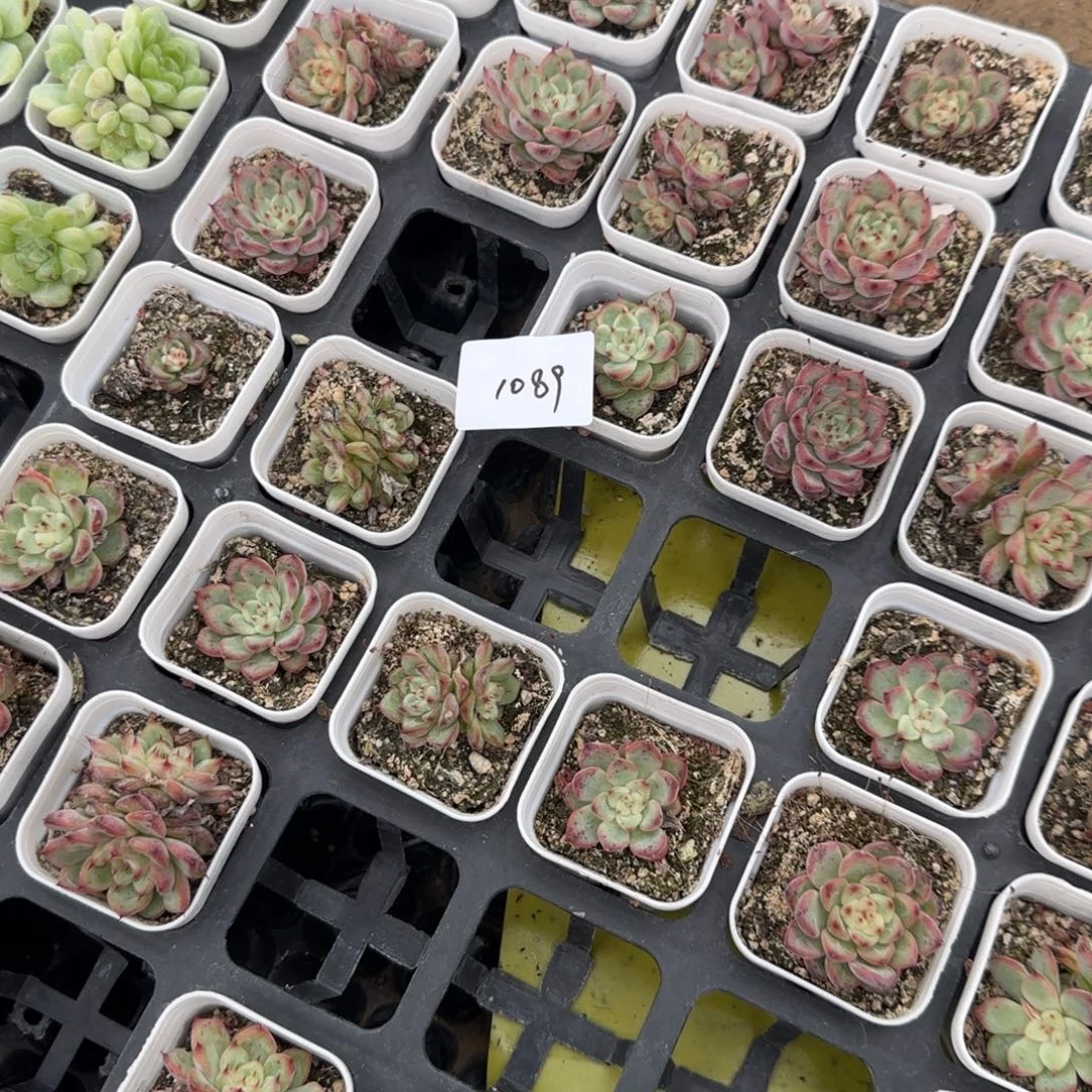 1089 号一半托满20包邮
