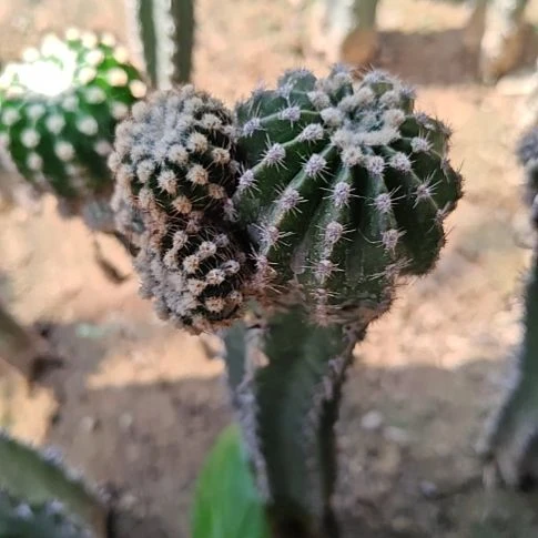 彩草短毛七秀普嫁接有侧芽