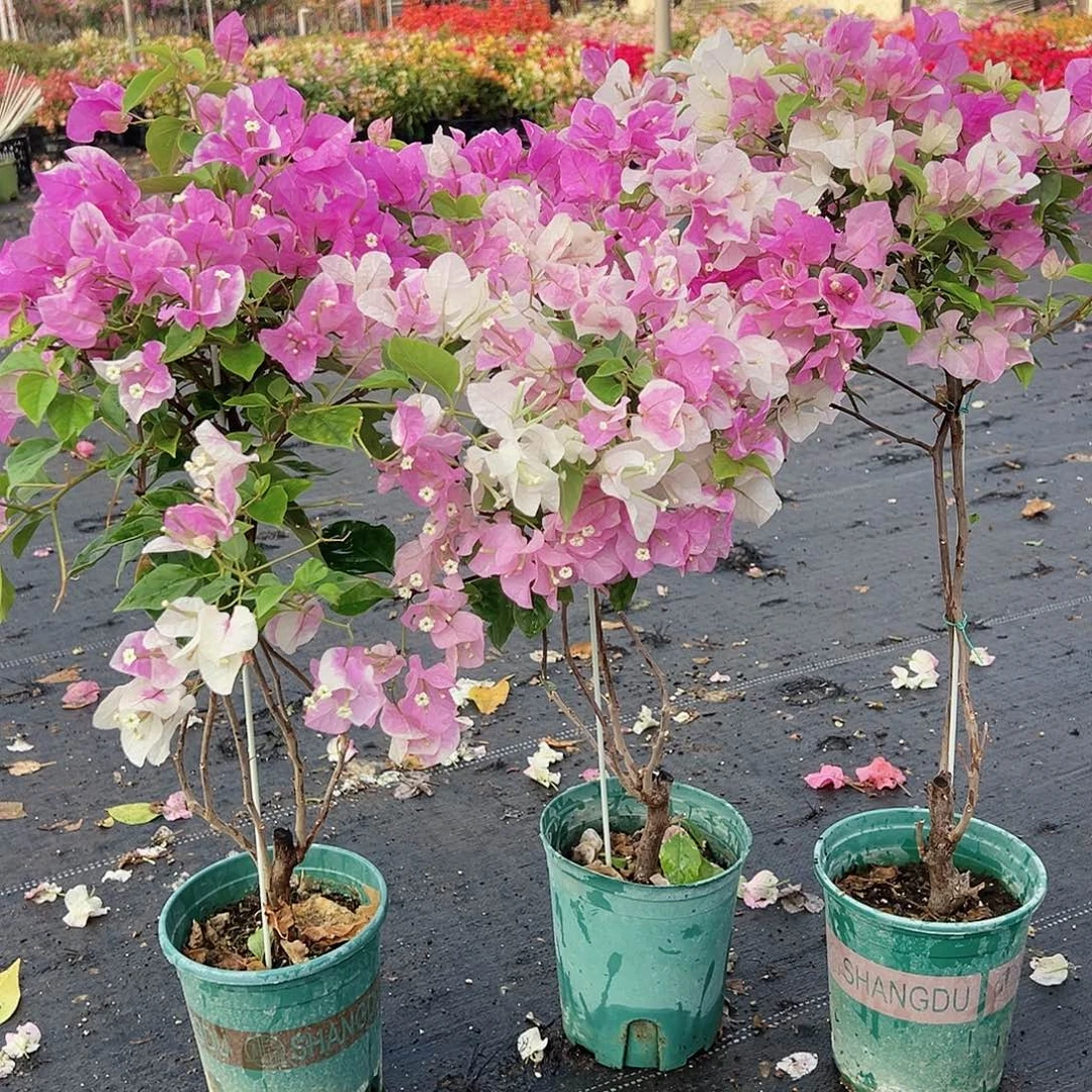 大部分花苞少量开放广红樱棒棒糖带竹一棵