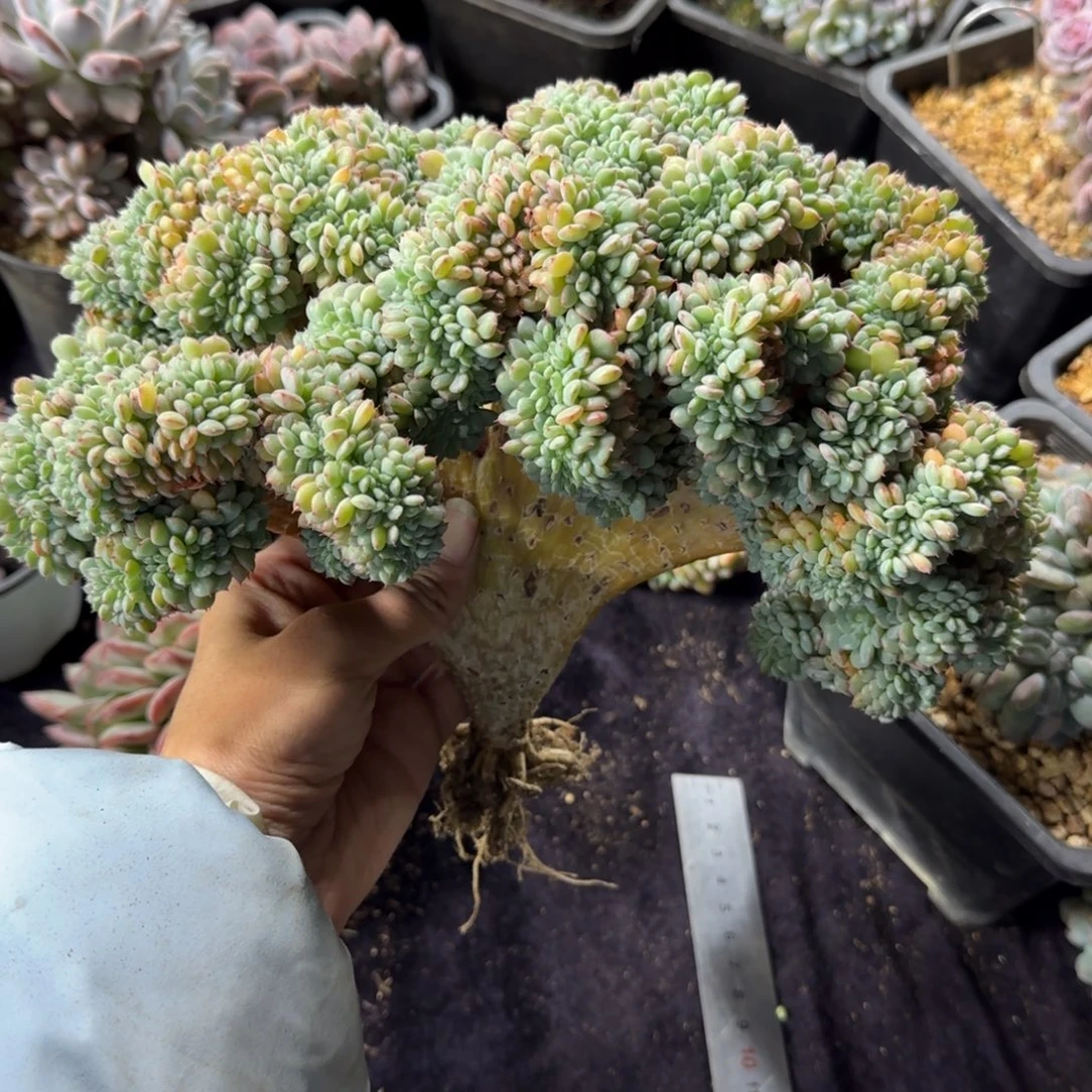 大***鱼白胖子缀化一物一拍