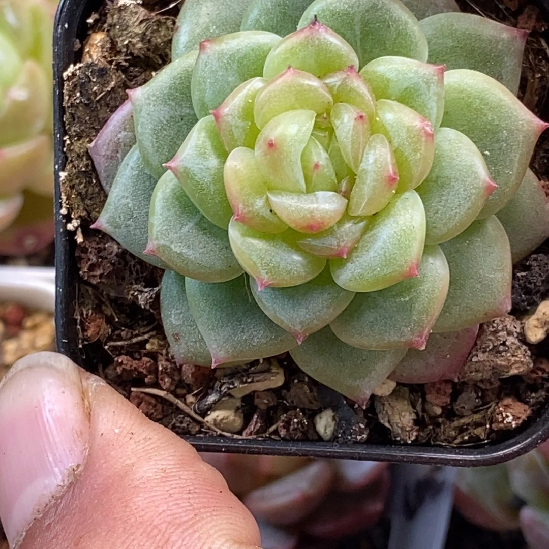 天官赐福百无禁忌