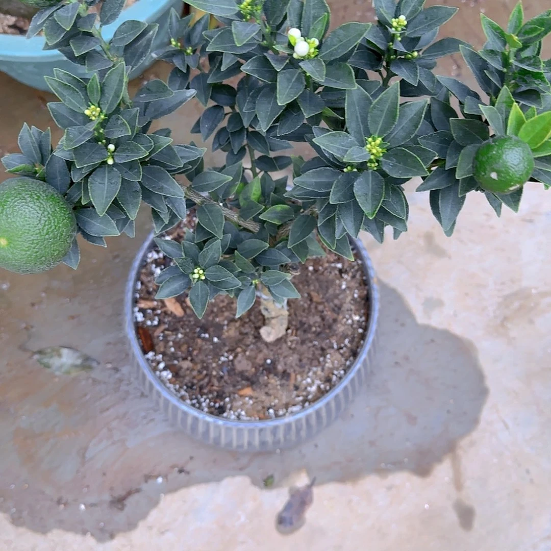 赵*红果树11111111111