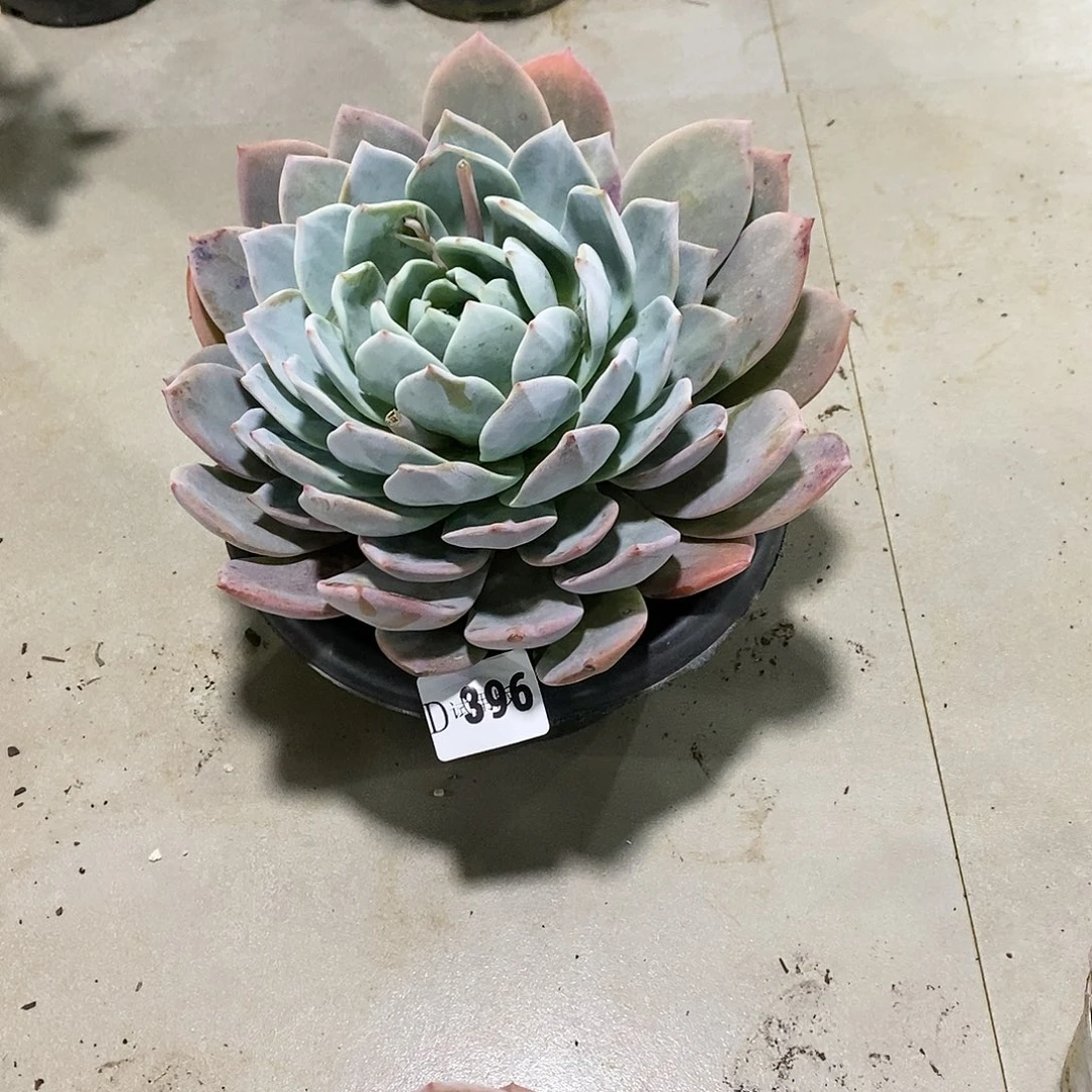 钟*396嫦娥多肉植物