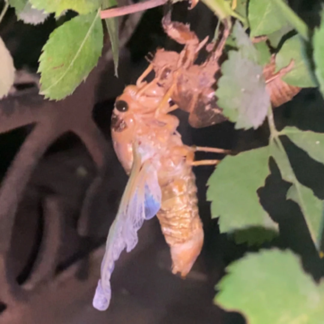 金蝉 白蝉 知了狗猴2025新出 顺丰包邮