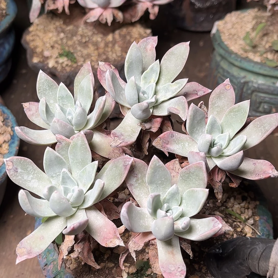 2564泡芙苹果叶多肉